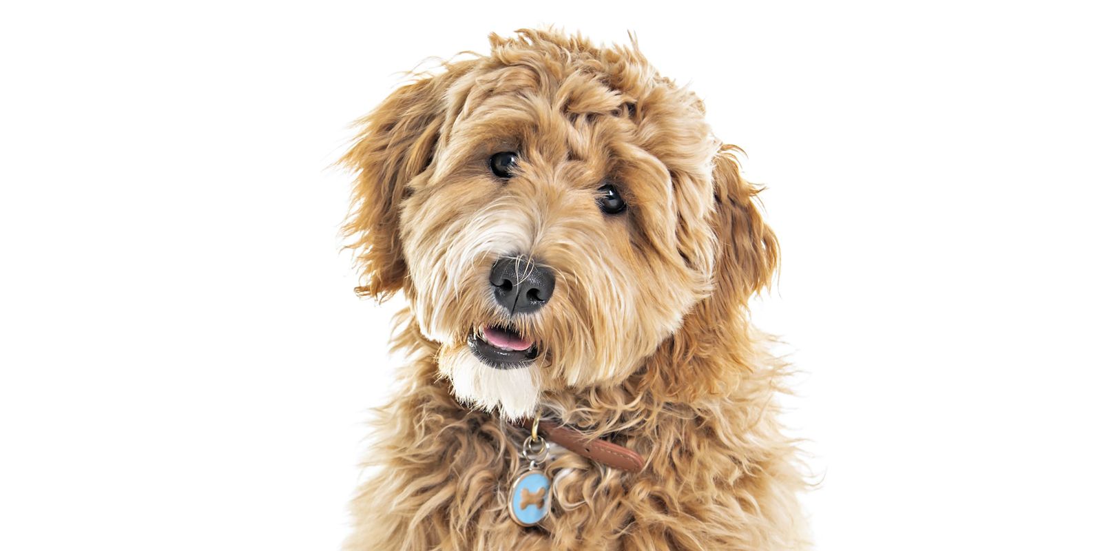 Discover everything you need to know about Goldendoodles in our comprehensive guide. From buying tip... - Goldendoodle care, Goldendoodle grooming, Goldendo...