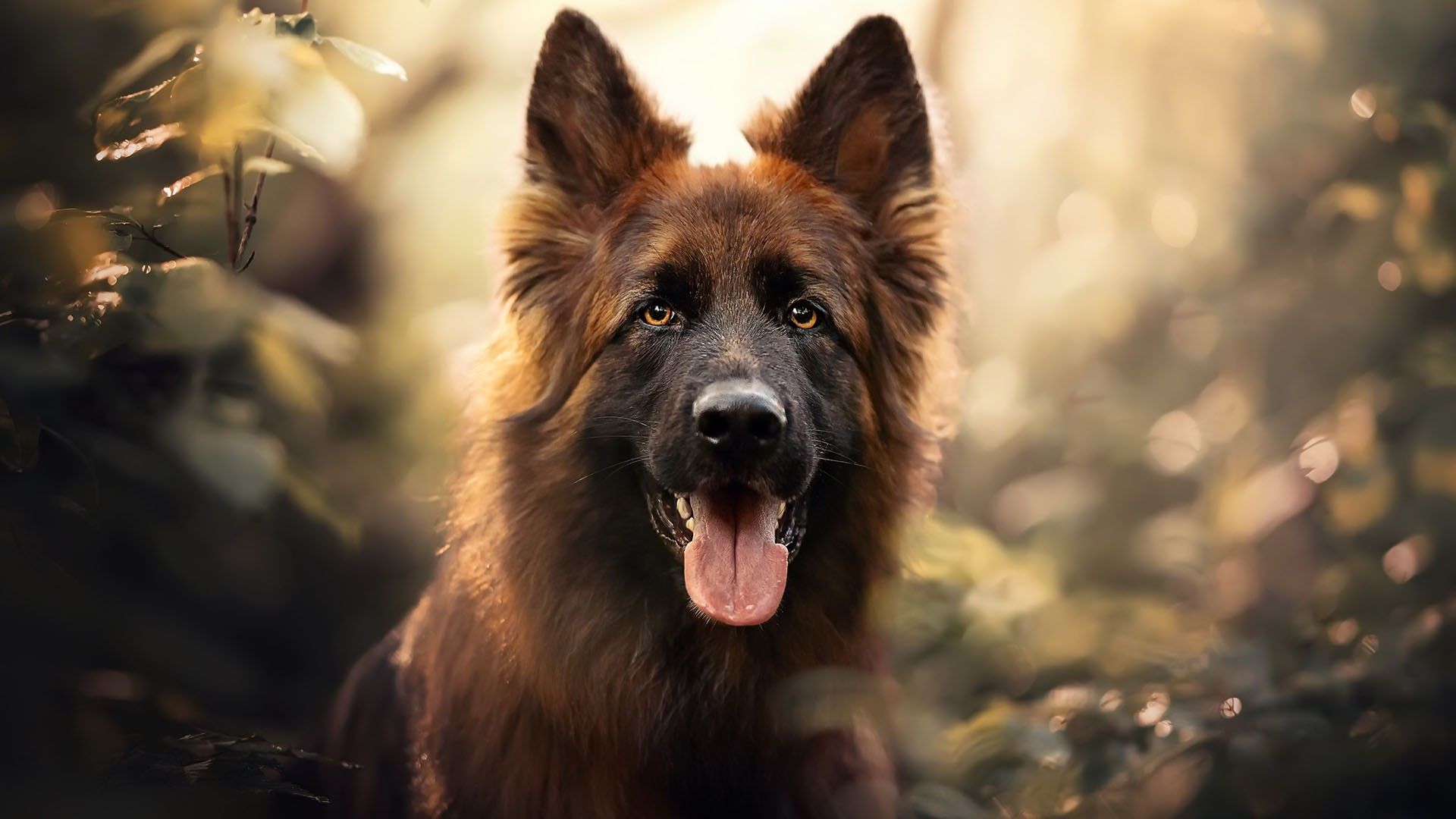 Explore the fascinating history, traits, and care of the German Shepherd, a loyal and intelligent br... - German Shepherd, GSD, German Shepherd lifespan, Ge...